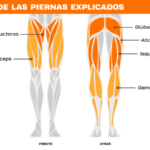 Piernas musculosas: guía completa