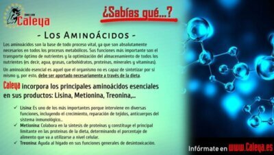 Aminoácidos esenciales: qué son y por qué importan