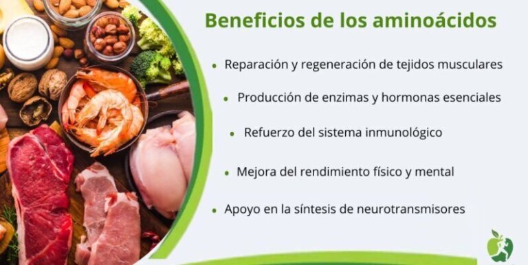 Qué son los aminoácidos y para qué sirven
