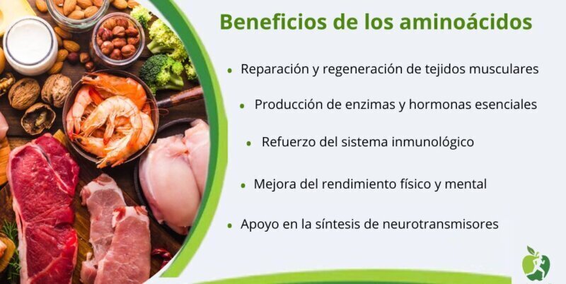 Qué son los aminoácidos y para qué sirven