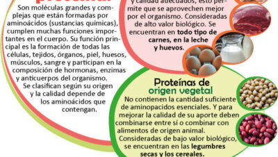 Qué son las proteínas y para qué sirven