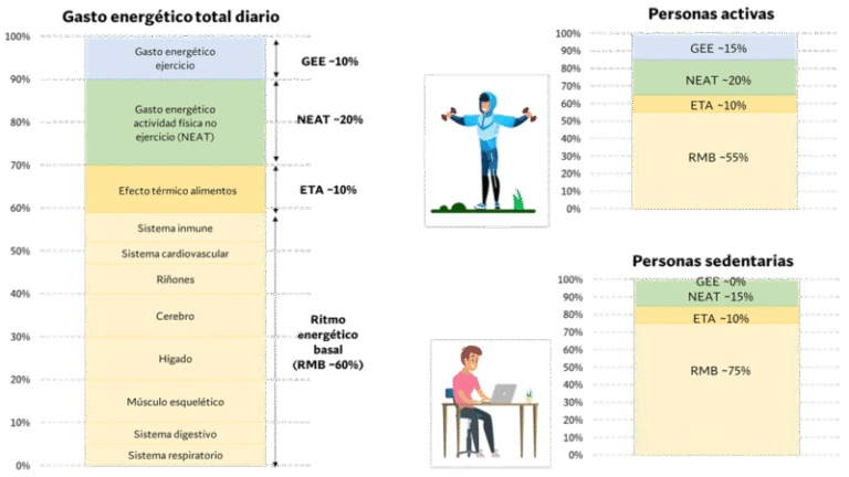 Cómo calcular tu gasto energético diario