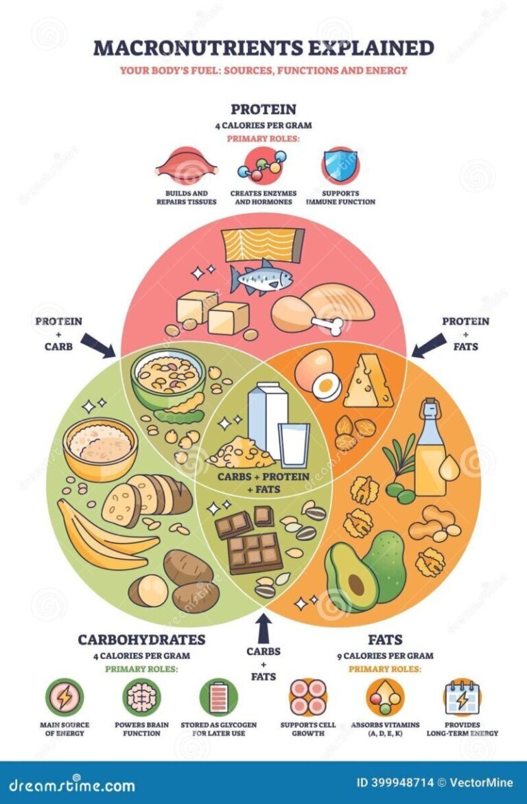 Proteínas, grasas y carbohidratos explicados