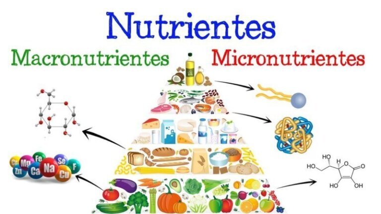 Qué son los macronutrientes y para qué sirven