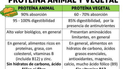Proteínas animales vs proteínas vegetales