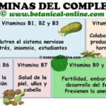 Complejo B: funciones y beneficios